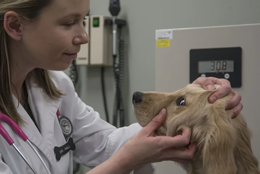 Veterinarian does a checkup of a dog